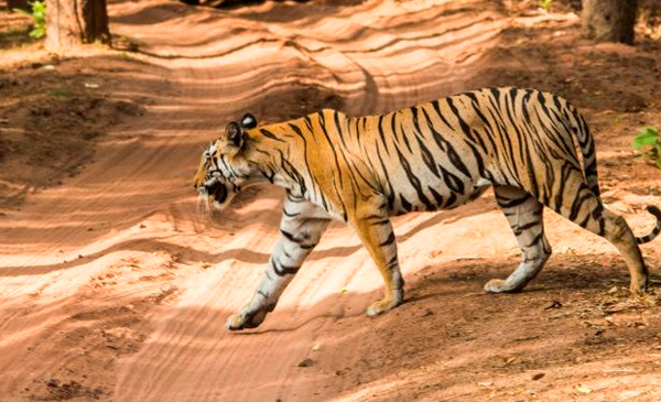 Tiger Safari in Central India 